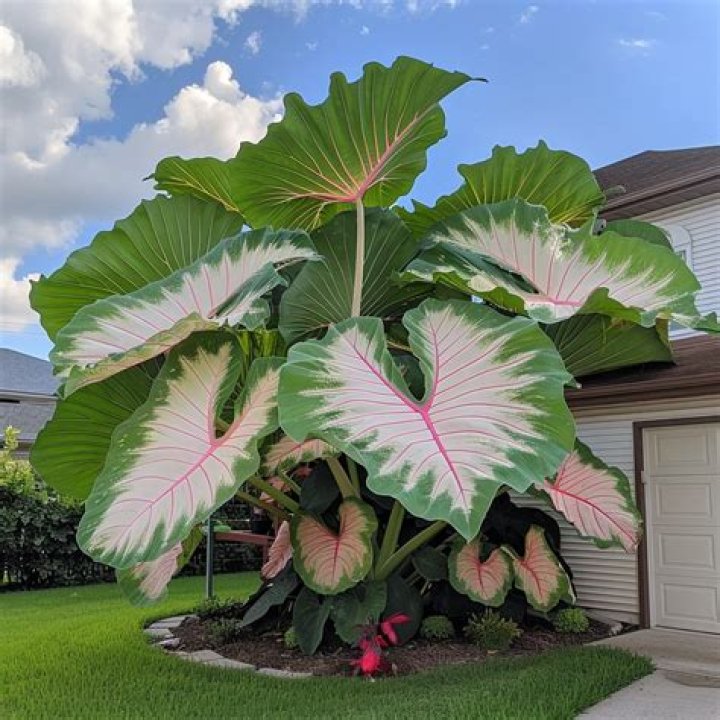 How do you plant Colocasia bulbs?