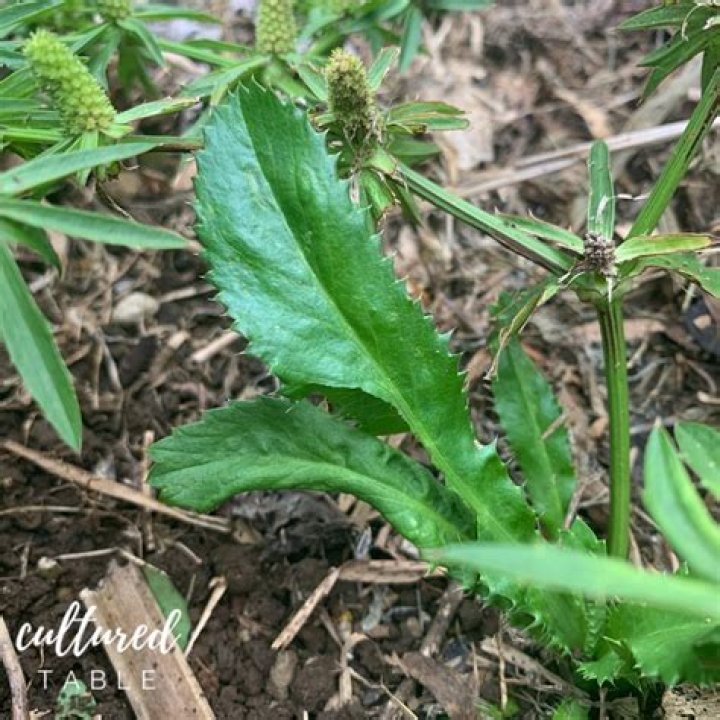 How do you plant culantro leaves?