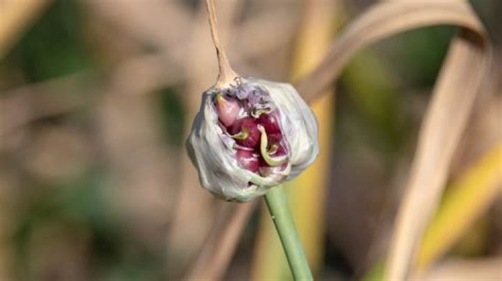 How do you plant garlic seed pods?