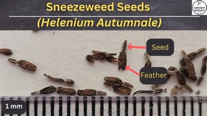 How do you plant helenium seeds?