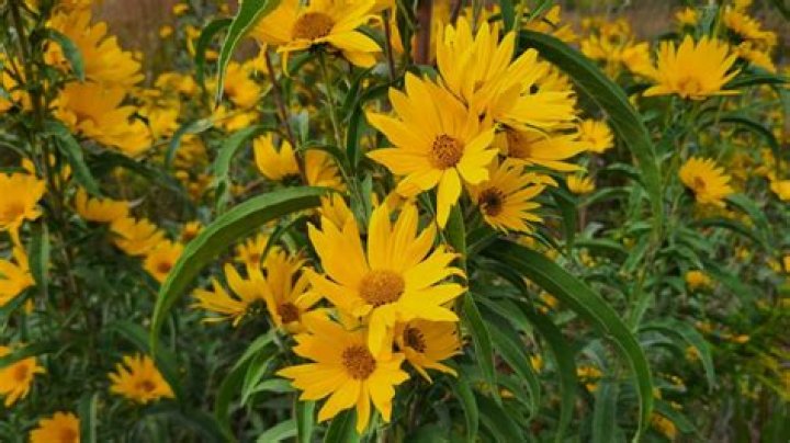 How do you plant Maximilian sunflowers?