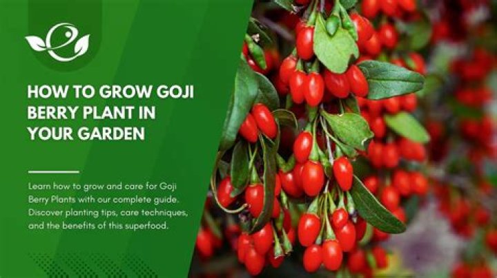 How do you preserve goji berries?