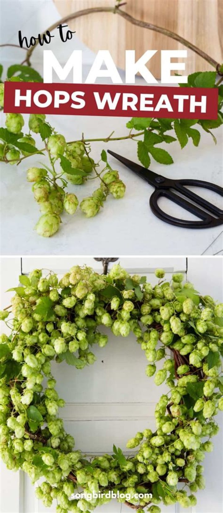 How do you preserve hops for decorations?
