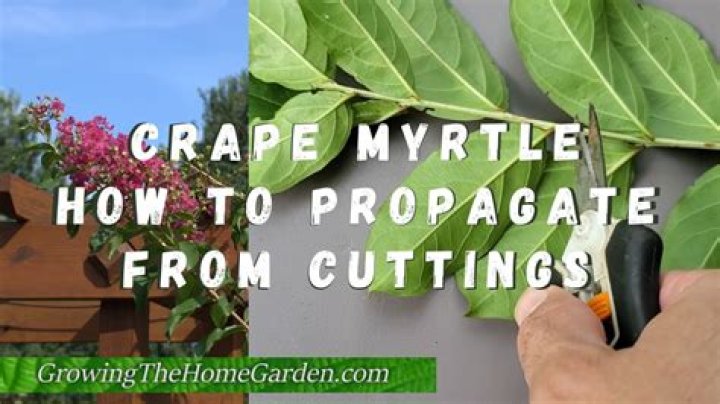How do you propagate crepe myrtle?