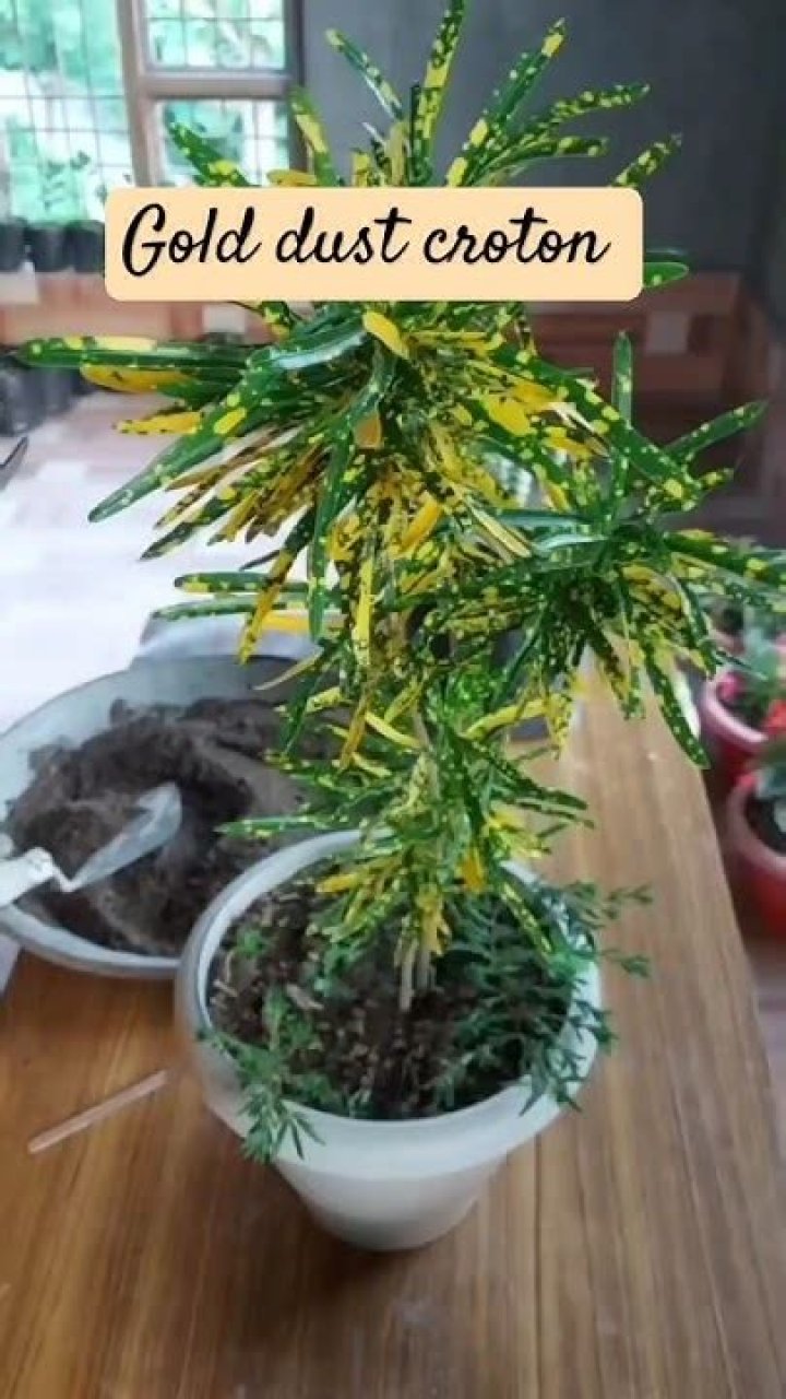 How do you propagate gold dust croton?