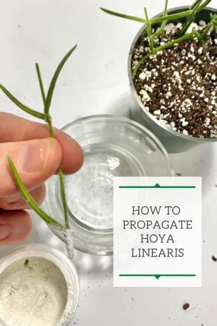 How do you propagate Hoya Linearis?