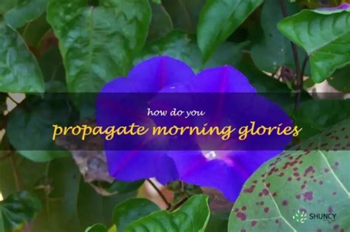 How do you propagate morning glories?