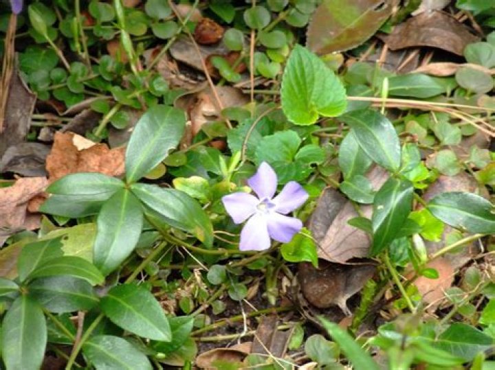 How do you propagate variegated vinca vines?