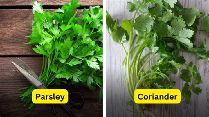 How do you protect parsley from pests?