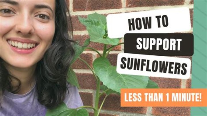 How do you protect sunflowers from pests?