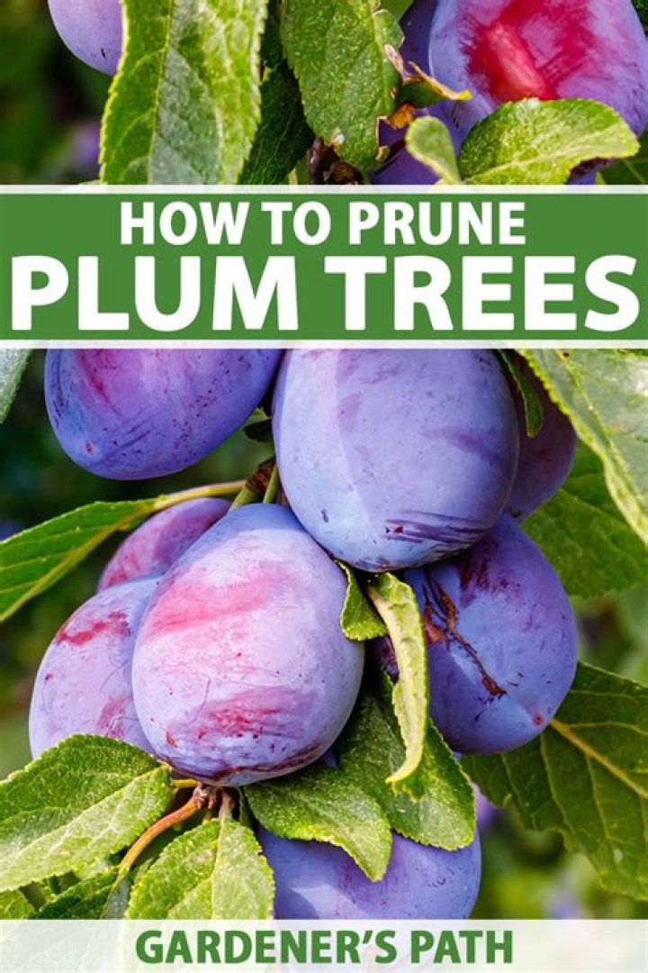 How do you prune a purple plum bush?