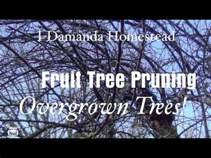 How do you prune an overgrown redbud tree?