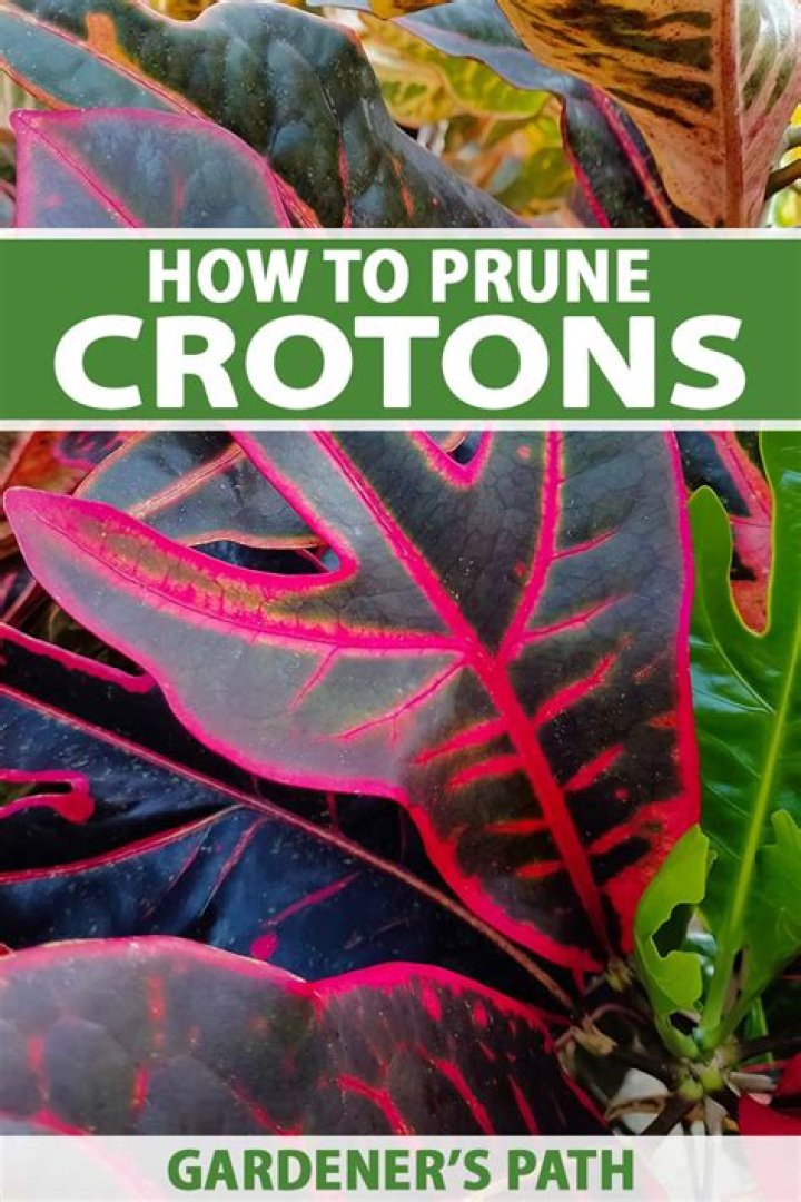 How do you prune Crotons after freezing?