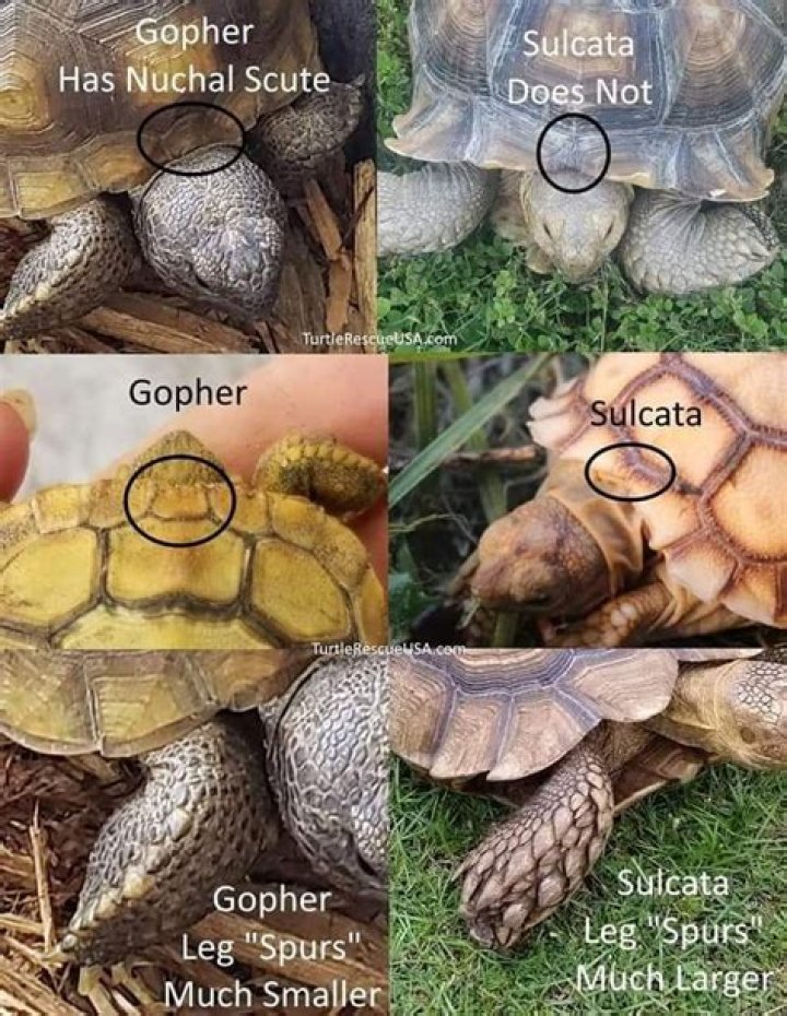 How do you restore a tortoise shell?