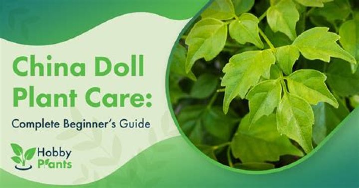 How do you revive a China doll plant?
