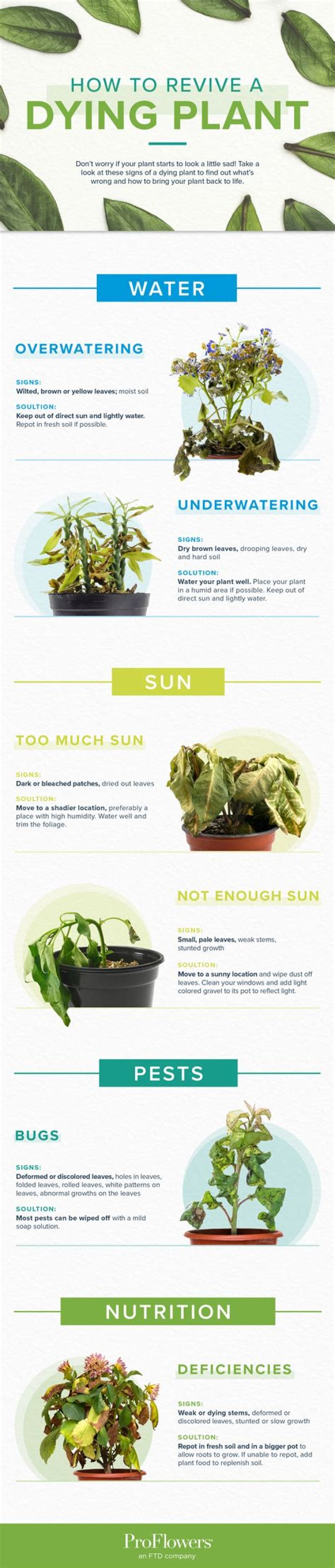 How do you revive a dying Croton plant?