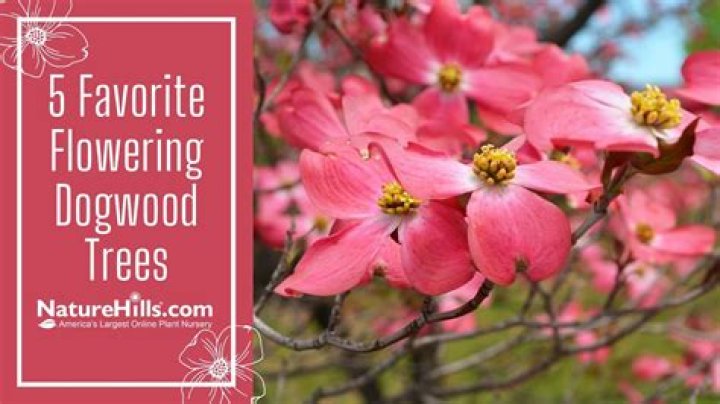 How do you root Dogwood wood cuttings?