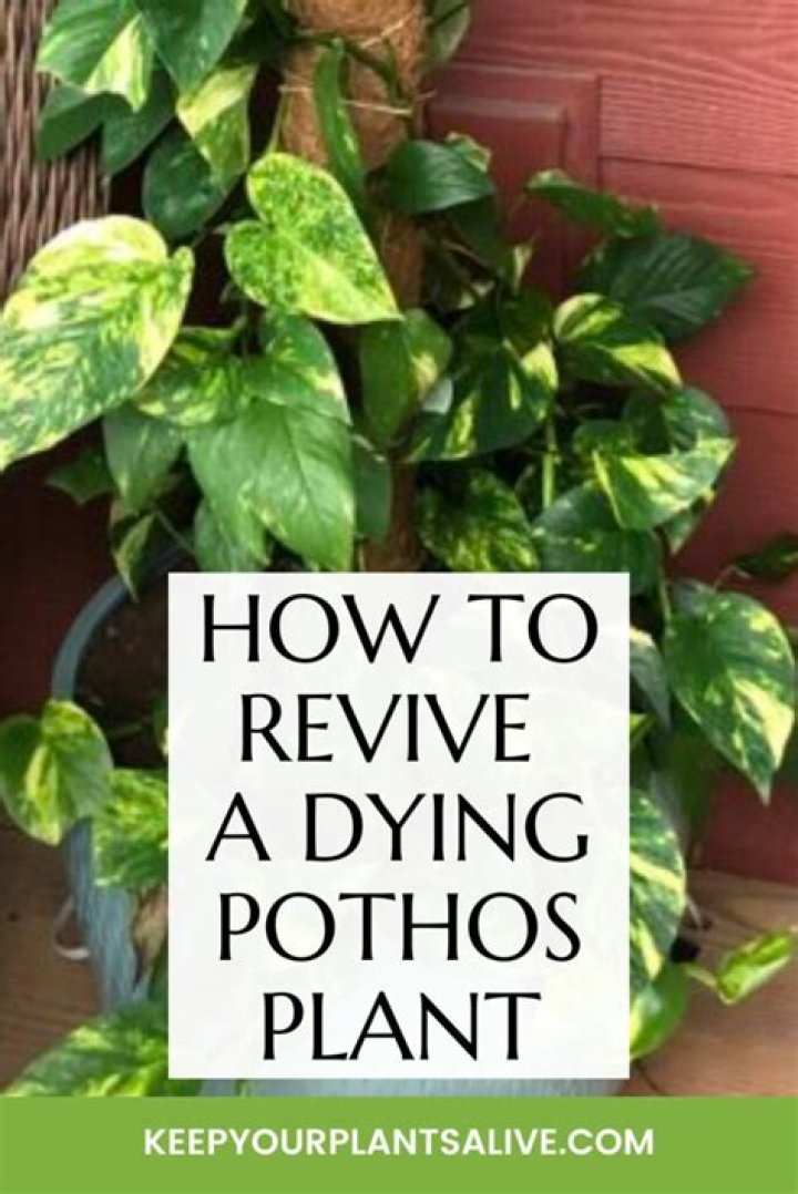 How do you save a dying pothos plant?