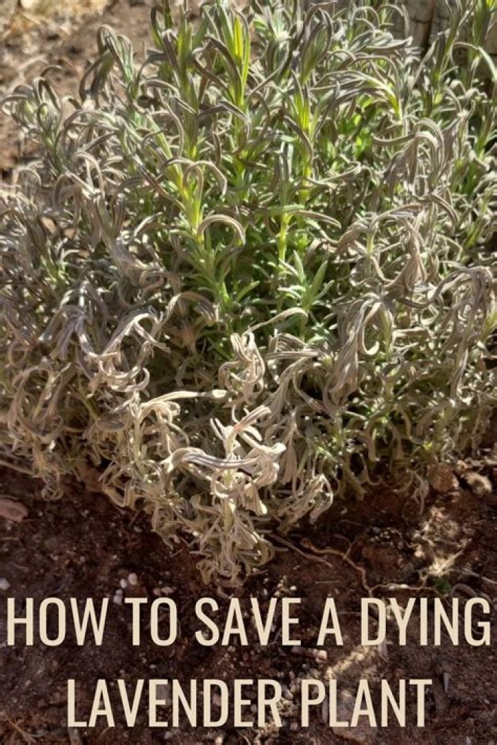 How do you save a dying thyme plant?