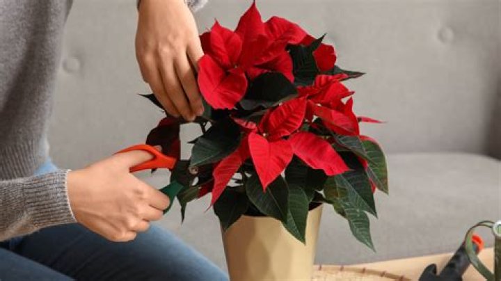 How do you save a poinsettia for next year?