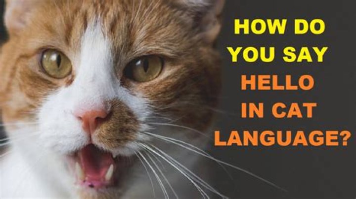 How do you say hello in Elvish language?