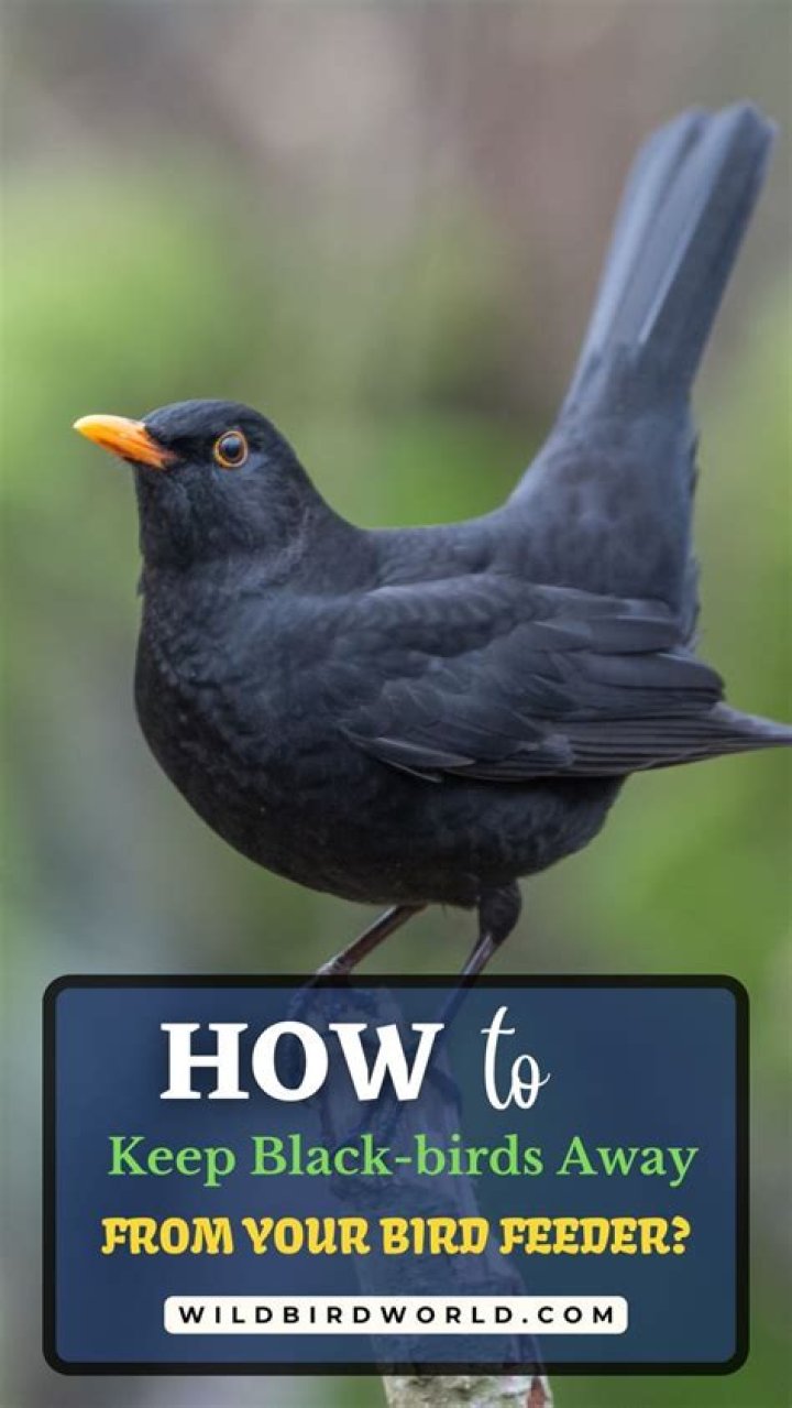 How do you scare blackbirds away?