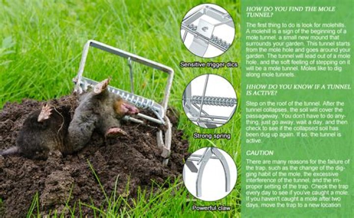 How do you set a victor gopher trap?