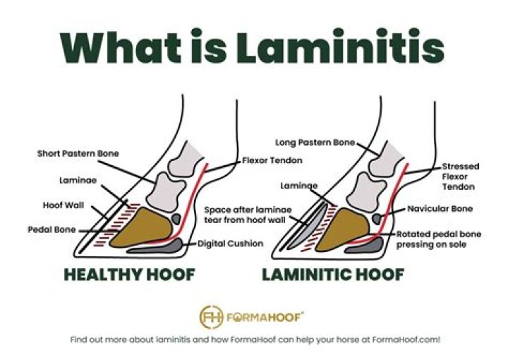 How do you soak hay for laminitis?