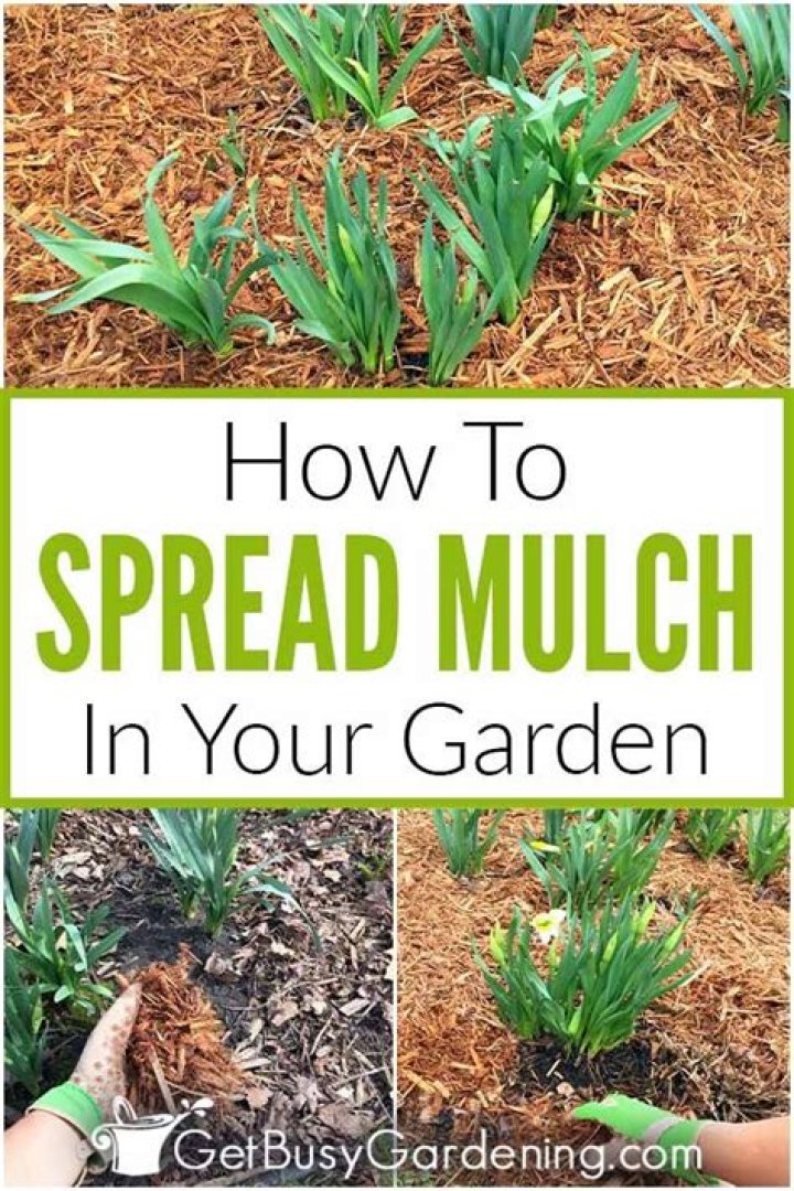 How do you spread mulch evenly?