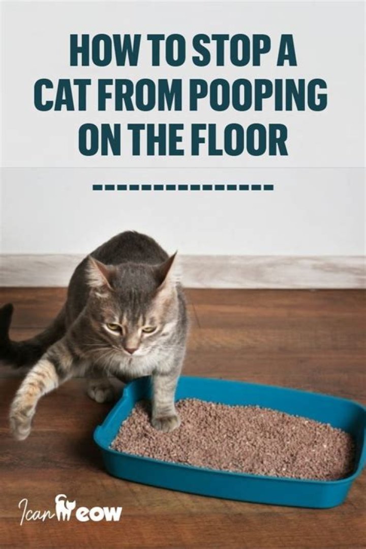 How do you stop a cat from peeing on the kitchen counter?