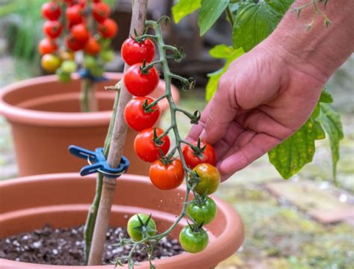 How do you store garden cherry tomatoes?