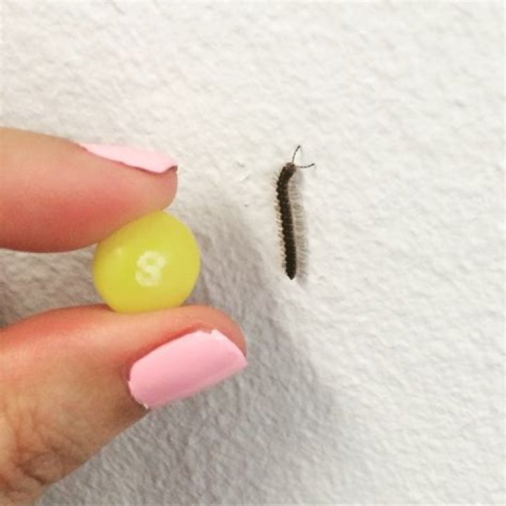 How do you take care of a baby millipede?