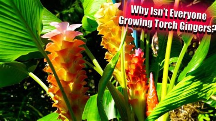 How do you take care of a Curcuma ginger plant?