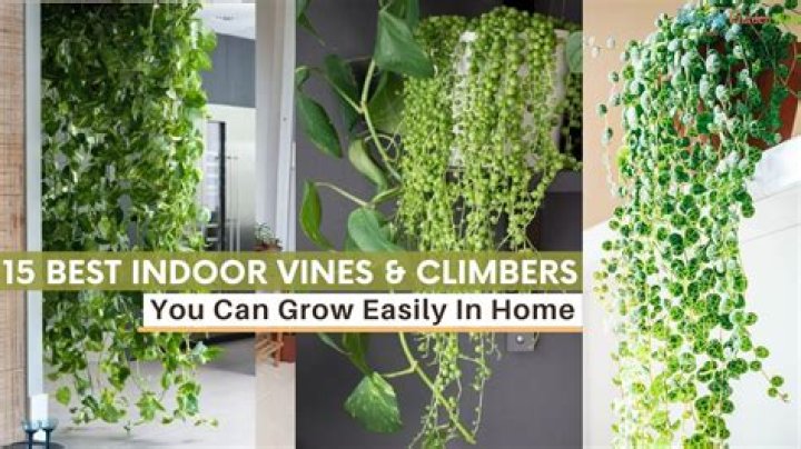 How do you take care of indoor vine wires?
