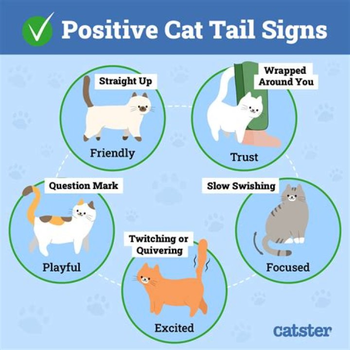 How do you tell if a cat’s tail is broken?