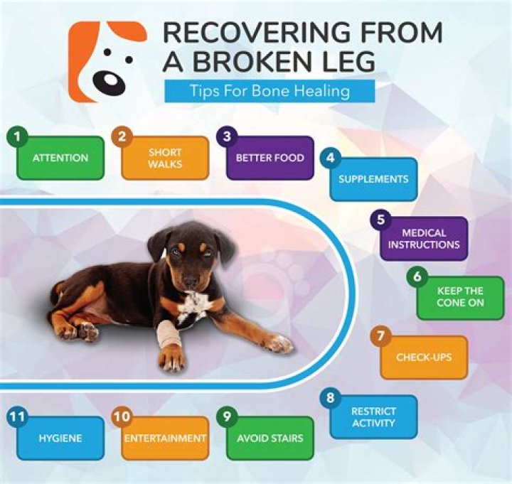 How do you tell if a dog’s leg is broken?