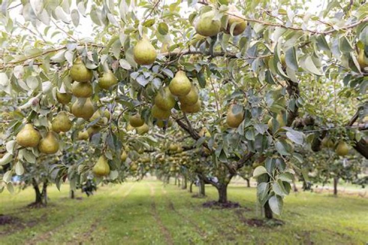 How do you tell the difference between a pear tree and an apple tree?