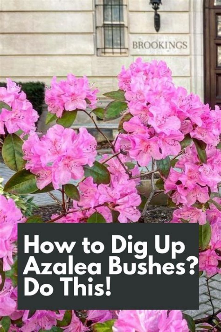 How do you transplant a mature azalea bush?