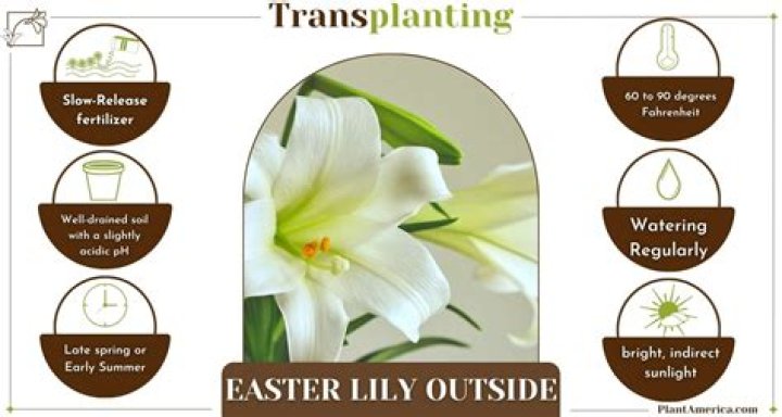 How do you transplant an Easter lily?
