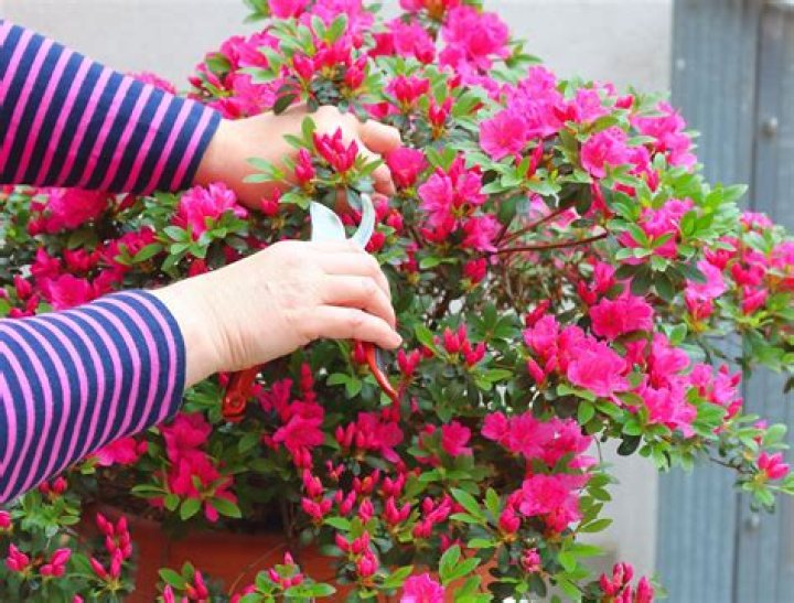 How do you transplant azalea bushes?