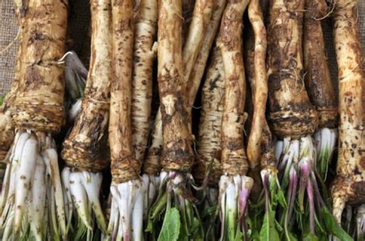 How do you transplant horseradish?