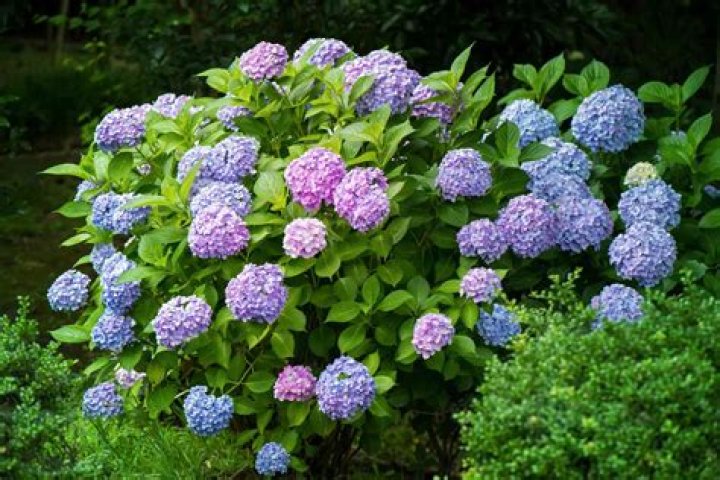 How do you transplant hydrangeas in the summer?