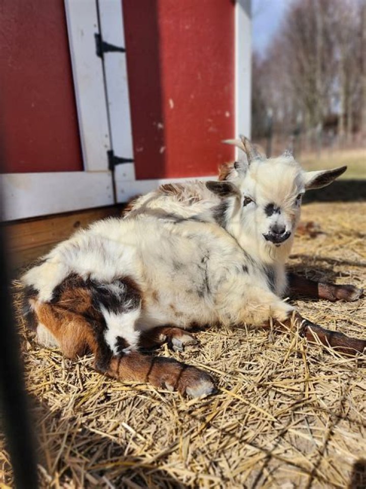 How do you treat bloat in a baby goat?