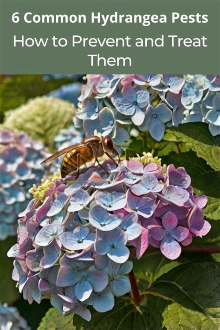 How do you treat fungus on hydrangea leaves?