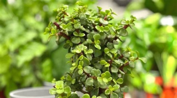 How do you trim an elephant Bush?