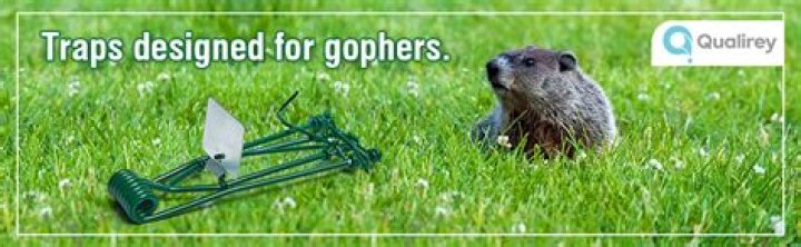 How do you use a Gopherhawk trap?