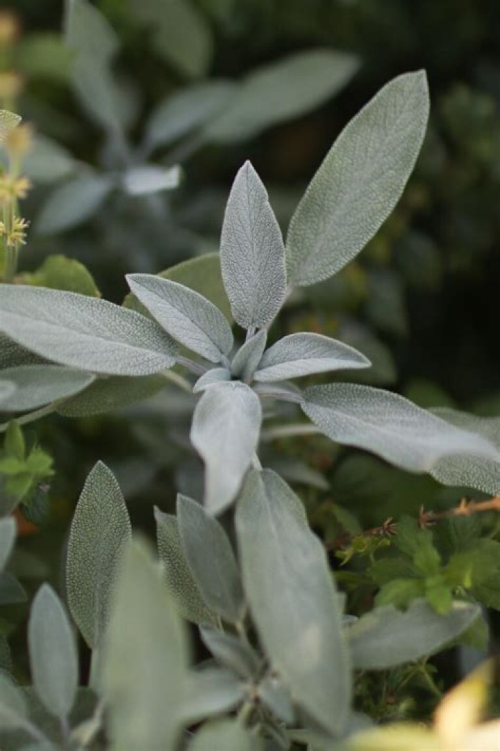 How do you use frozen sage leaves?