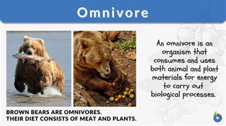 How do you use omnivorous in a sentence?
