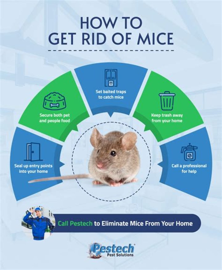 How do you use peppermint tea to get rid of mice?