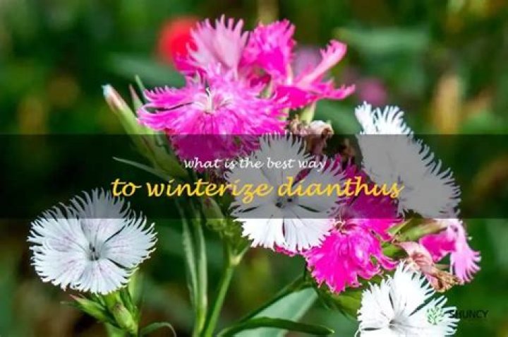 How do you winterize dianthus?